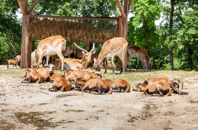 Padmaja Naidu Himalayan Zoological Park